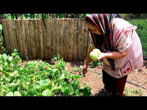 Calabacitas con Carne