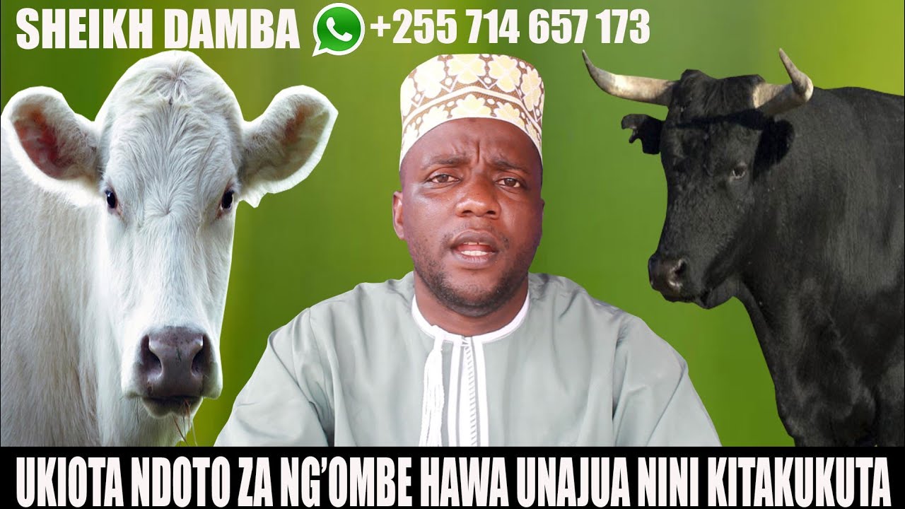 Ukiota ndoto za ng'ombe hawa unajua nini kitatokea