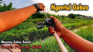 Casting Gabus Sawah Teknik Ngentul || Garnis Pancing #114