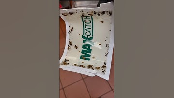 Roach Trap Reveals Infestation