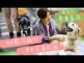 【導盲犬寄養家庭故事】數次離別中學會笑著祝福　導盲犬的生命第一站｜酢漿草的超能力