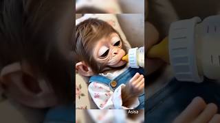 My Asisa Monkey Is Having A Calm Day.