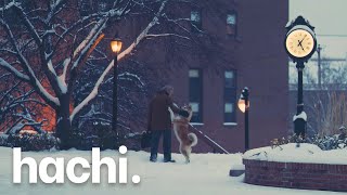 Hachi - Lovely