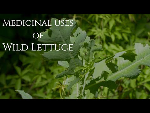 Medicinal Uses of Wild Lettuce