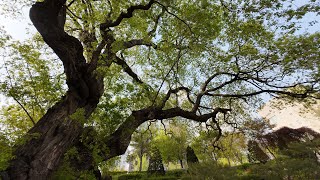 장재울공원 Beautiful Giants (Willow Trees)