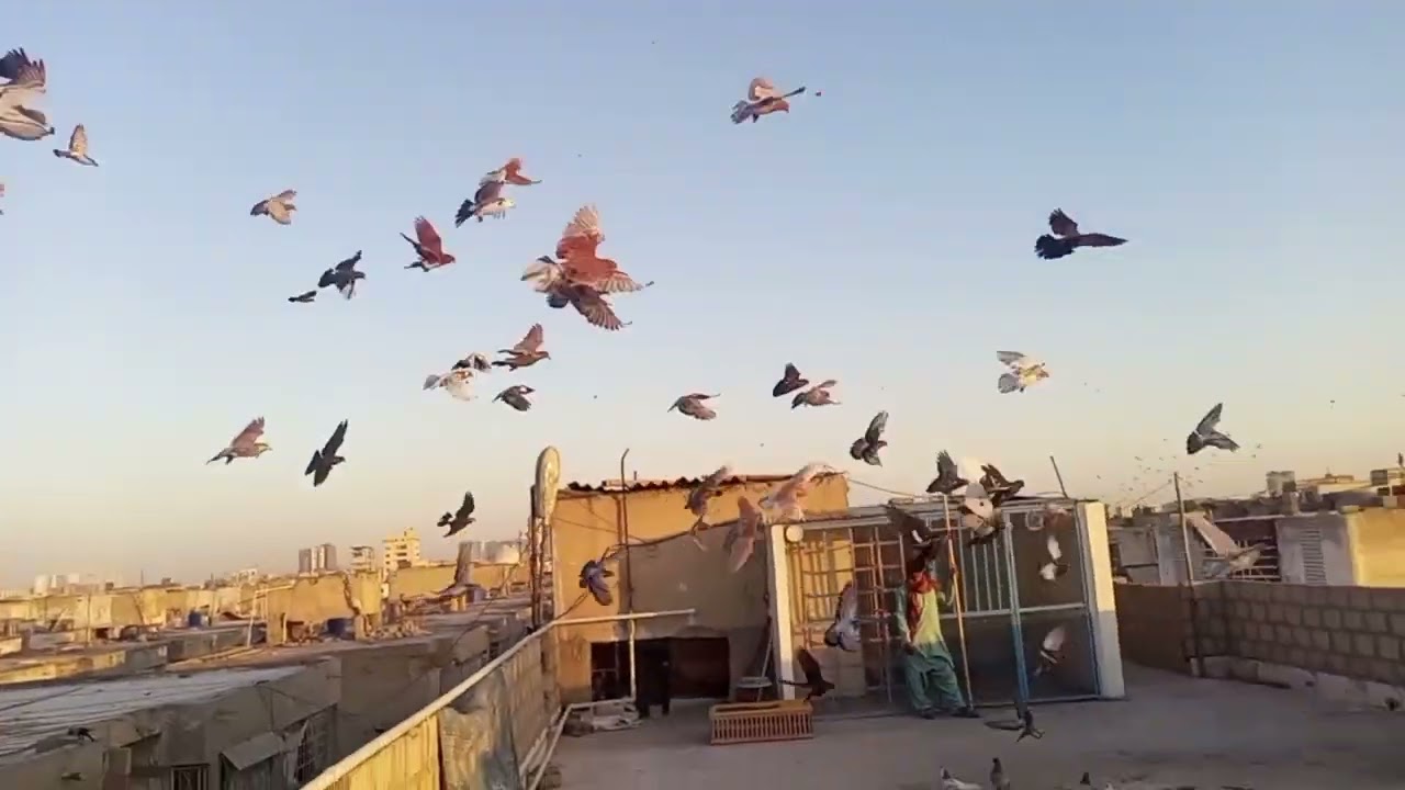 Do Groupon Mein Mukabala#kabootar