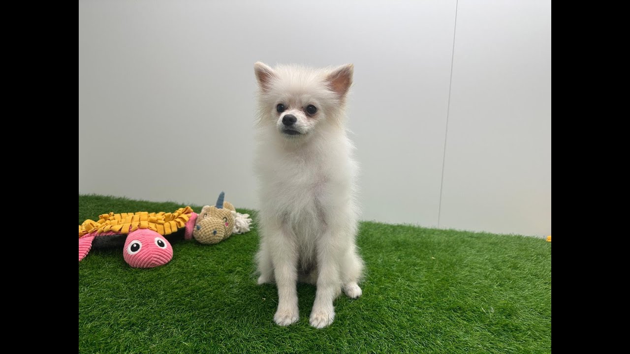 1month Old Japanese Spitz Pure Japanese Spitz Month Old One Month