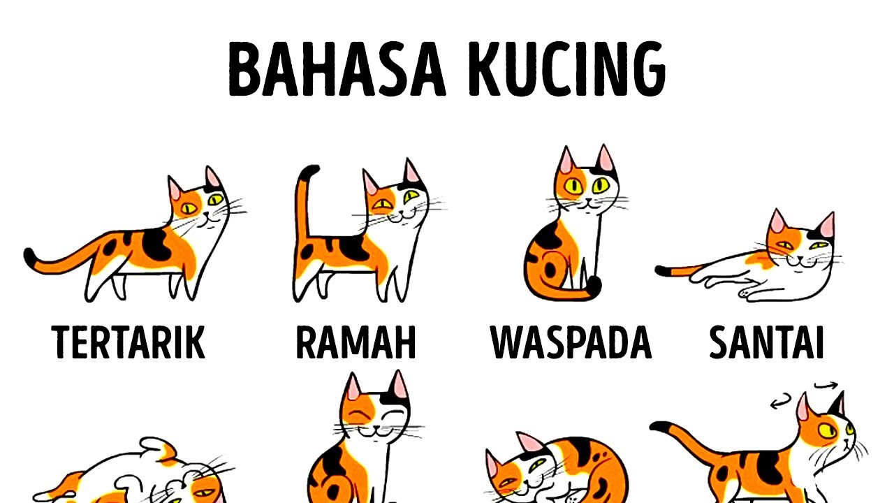 Cara Memahami Kucing Lebih Baik