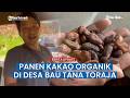Dari Lereng Tana Toraja, Warga Desa Bau Produksi Kakao Organik Hingga 100 Ton per Tahun