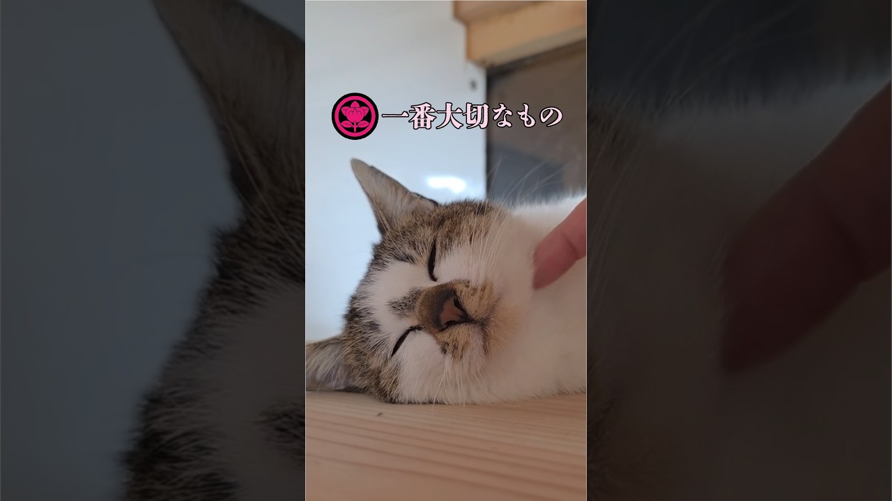 きつねが教えてくれたこと