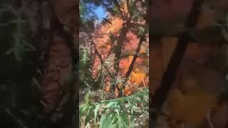 Video, cambió el viento y carro se bomberos de Coquimbo casi queda atrapado en incendio forestal