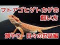 フトアゴヒゲトカゲの飼い方　餌やり・日々の世話編