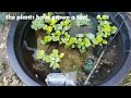 Setting up a CHEAP mini outdoor pond for fish!