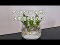 サンスベリア　葉挿しからの水栽培 1　※説明欄にこの動画の続きや水挿しの仕方も載せてます