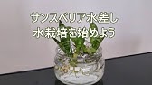 サンスベリアの増やし方 葉挿し編 水差し編 説明欄にまとめ載せてます Youtube