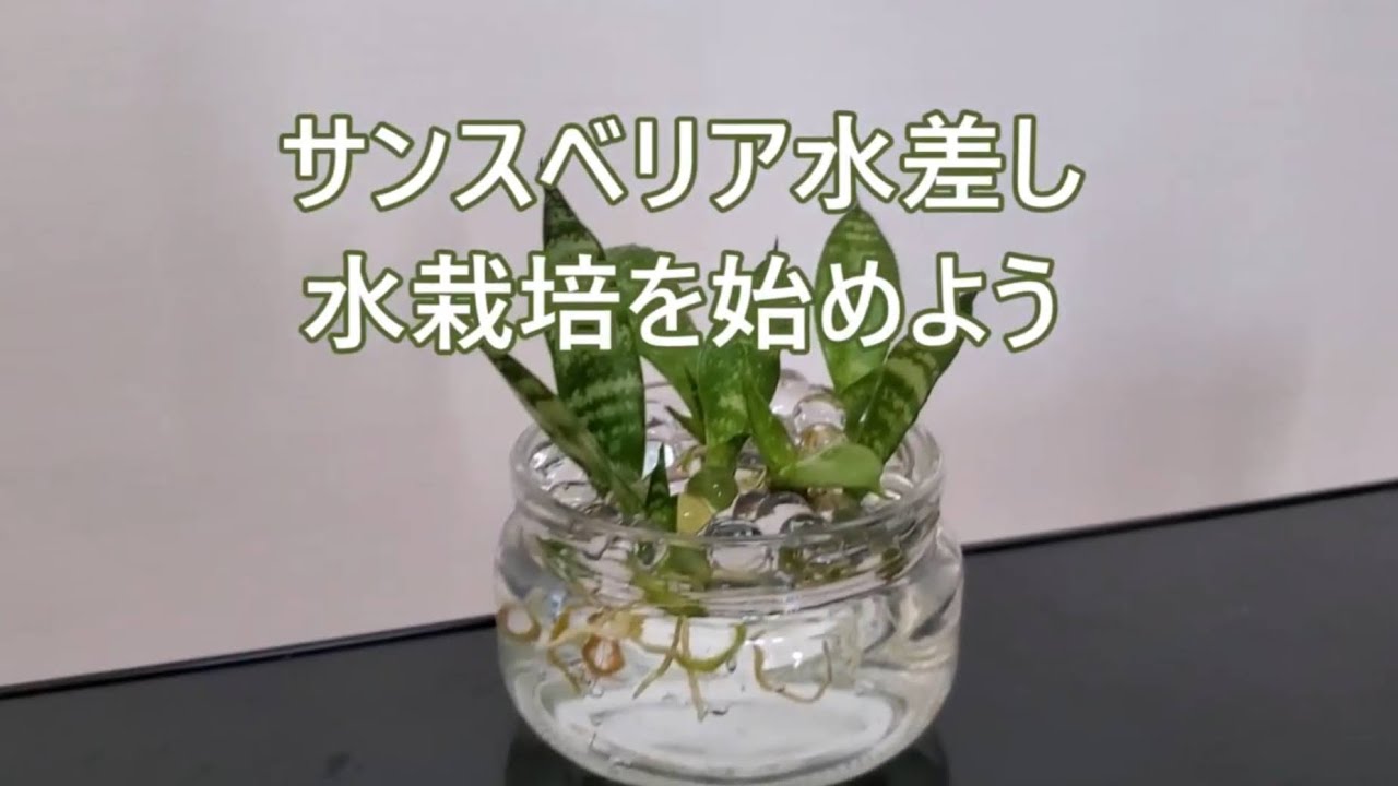 サンスベリア 葉挿しからの水栽培 1 説明欄にこの動画の続きや水挿しの仕方も載せてます Youtube