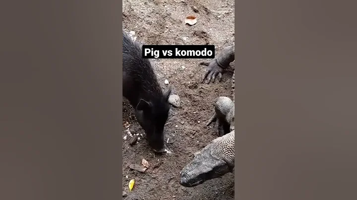 Komodo dragons are afraid of pigs 🐗😄#shorts #viralshorts #animals #pig #wildlife #wildboar