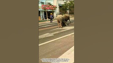 Battle of the powerful that is hard to stop#interesting #danger #farming #traffic