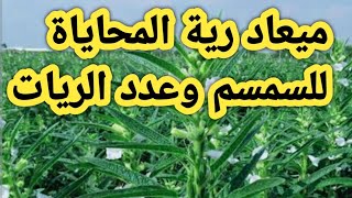 ميعاد رية المحاياه علي نبات السمسم وعدد الريات حتي الحصاد