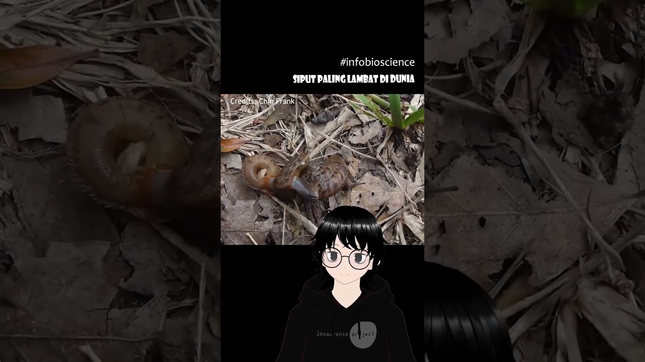 Anguispira alternata, siput dengan gerakan paling lambat di dunia - Infobioscience