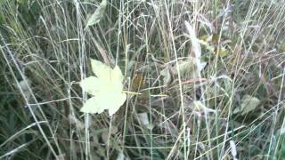 TRÁVA NEROSTE- moravská lidová z Valašska