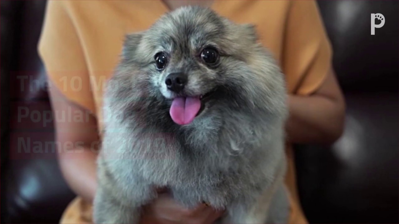 Most Popular Dog Names of 2019 - YouTube