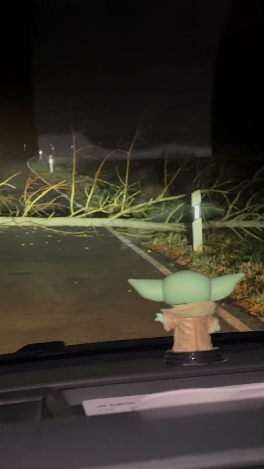 Driver Films Beaver Hauling a Tree at Night