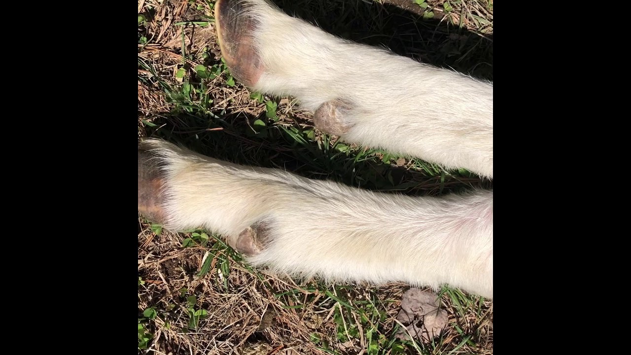 How to Trim Cloven Hooves - YouTube