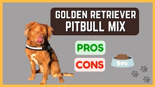 Golden Retriever Pitbull Mix: Friendly and Outgoing! Pros & Cons!