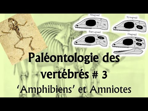 Vidéo: Qui sont les reptiles apparentés aux amphibiens ?