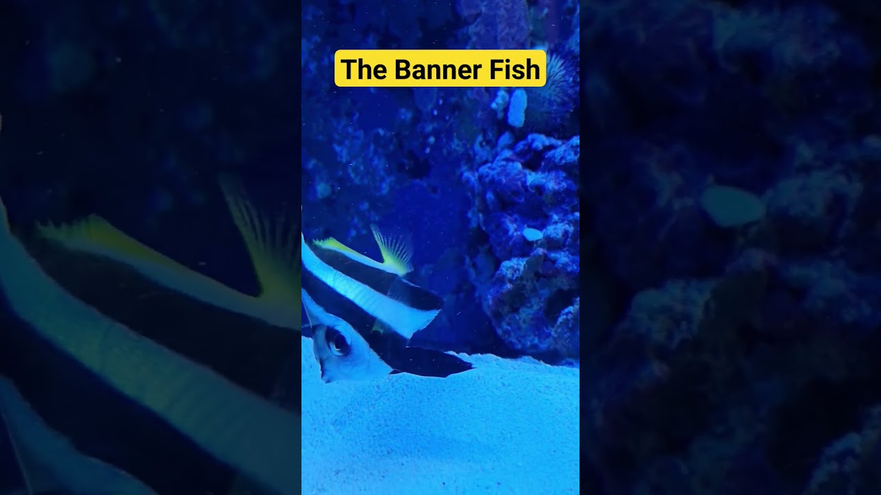 The Banner Fish