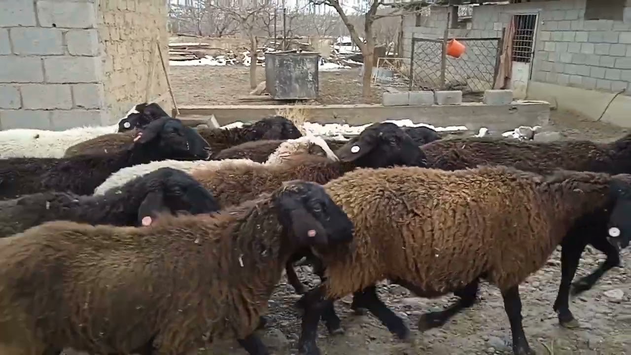 30 январи 2026г 12 Сар совлуки бугузи фуруши 988279820 ватсап