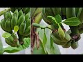 Good tips to propagate jackfruit trees with bananas