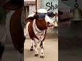moo #comedy #cow