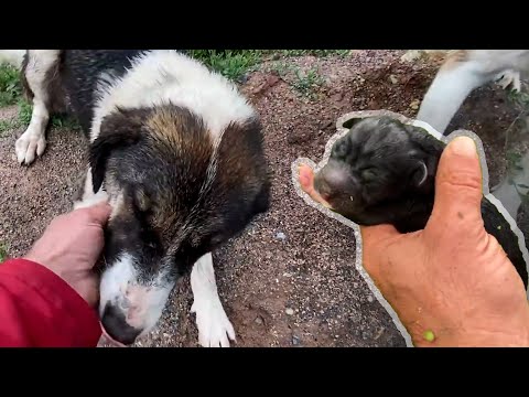 Video: Kurtarılan Köpek İhtiyacı Olan Barınak Pups Santa Paws oynamak için döndürür