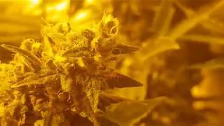 White Russian day 59 of flower