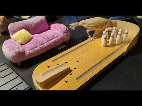 Java finches playing on the desk