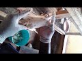 DAILY HAPPENINGS IN REARING ALBINO RATS