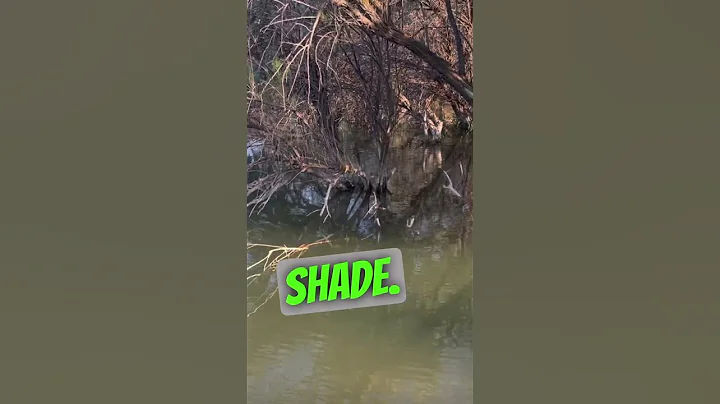 3 EasY Summer Bass Tips #bassfishing