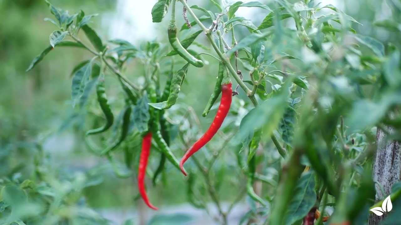Chili Flssigdnger - 4x1 Liter  Organifer