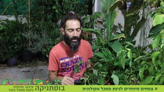 תרד תאילנדי