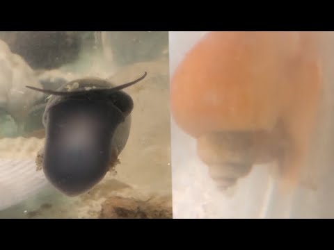 Mystery Snails