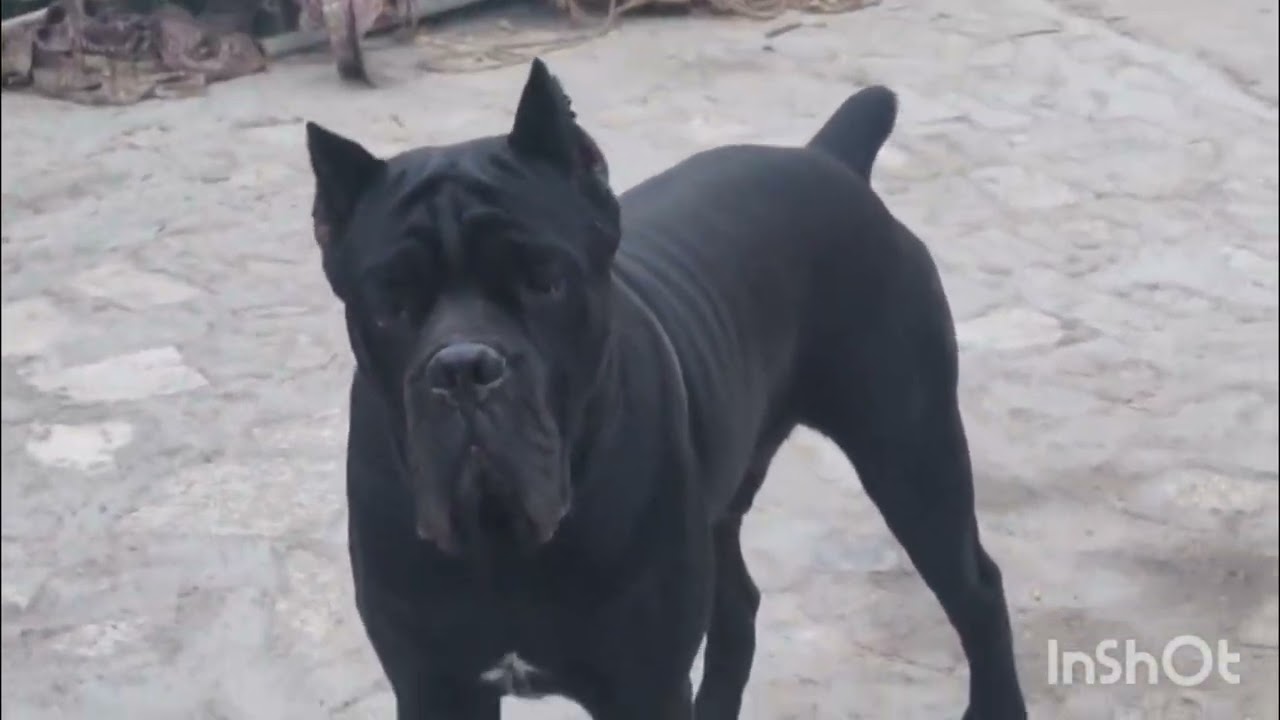 Cane corso male female pappy available 