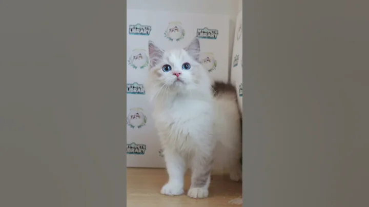 Watch the video about SSC CFA Ragdoll Kitten (Male)
