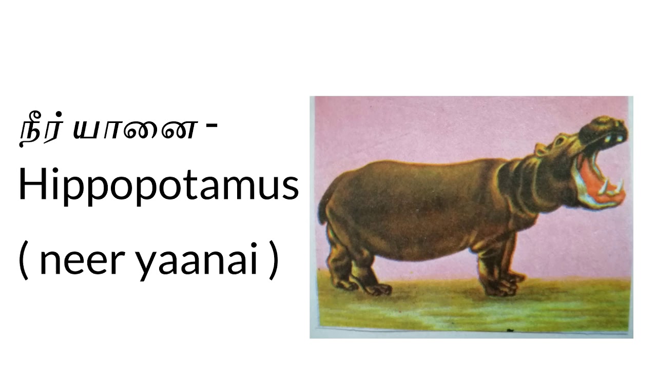 Learn the names of animals in Tamil மிருகங்கள் YouTube