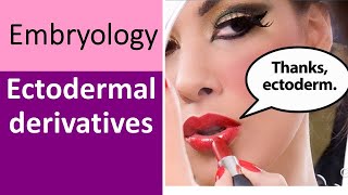 From Cells To Systems Exploring Ectoderm Derivatives In Development