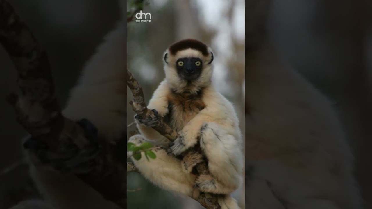 Discover Madagascar: Home of the Dancing Sifakas!