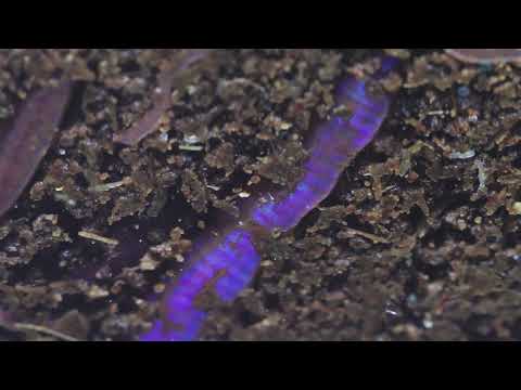HIDDEN VIDEO: What I found in the Nucleus (Composter) - HIDDEN VIDEO: What I found in the Nucleus (Composter)