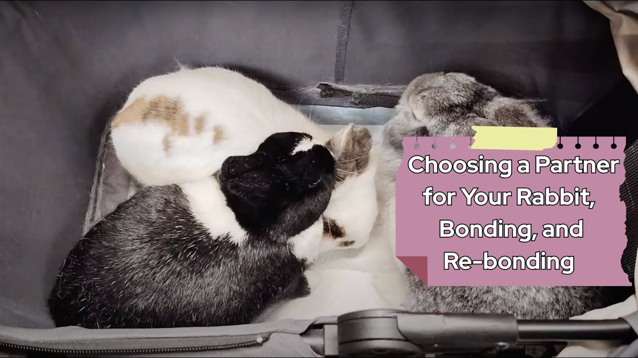 Getting Another Rabbit, Bonding, and Re-bonding
