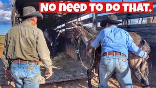 DO THIS, NOT THAT WHEN TEACHING FOALS TO LEAD | FIRST TRAILER RIDE